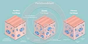 3D Isometric Flat Vector Conceptual Illustration of Perichondrium photo