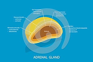 3D Isometric Flat Vector Illustration of Adrenal Gland photo