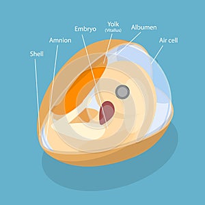 3D Isometric Flat Vector Illustration of Anatomy of Egg Embryo