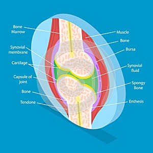 3D Isometric Flat Vector Illustration of Anatomy Of Joints