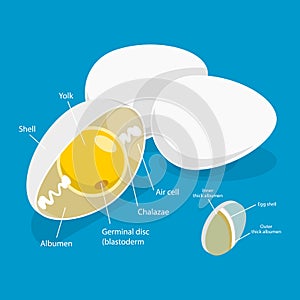 3D Isometric Flat Vector Illustration of Chicken Egg