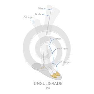 3D Isometric Flat Vector Illustration of Comparison of Plantigrade, Digitigrade and Unguligrade. Item 1