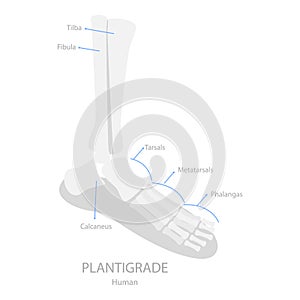 3D Isometric Flat Vector Illustration of Comparison of Plantigrade, Digitigrade and Unguligrade. Item 3