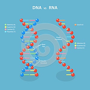 3D Isometric Flat Vector Illustration of DNA Vs RNA photo