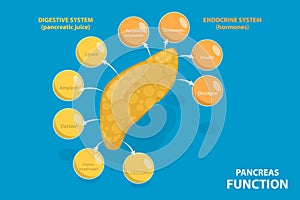 3D Isometric Flat Vector Illustration of Pancreas Function