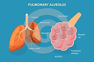 3D Isometric Flat Vector Illustration of Pulmonary Alveolus