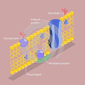 3D Isometric Flat Vector Illustration of Structure of Plasma Membrane