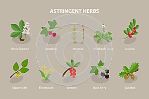 3D Isometric Flat Vector Set of Astringent Herbs photo