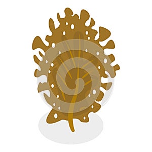3D Isometric Flat Vector Set of Seaweeds. Item 2