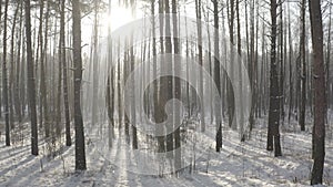 D Log dlog Camera Flight through Beautiful Winter Snowy Coniferous Forest. Sunlight Through Woods In Winter Forest