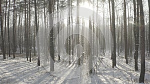 D Log dlog Camera Flight through Beautiful Winter Snowy Coniferous Forest. Sunlight Through Woods In Winter Forest