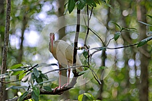 White Ibis on tree