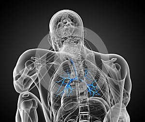 3D medical illustration of the male bronchi
