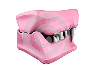 3d model of cat teeth cast.