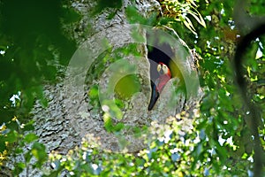 The scarlet macaw Ara macao photo