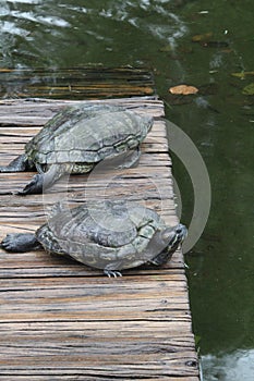 D\'Orbigny\'s slider, black-bellied slider (Trachemys dorbigni), tartaruga-tigre, Rio de Janeiro
