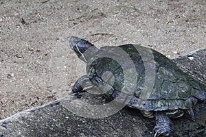 D\'Orbigny\'s slider, black-bellied slider (Trachemys dorbigni), tartaruga-tigre, Rio de Janeiro photo
