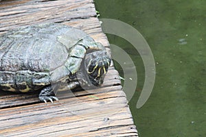 D\'Orbigny\'s slider, black-bellied slider (Trachemys dorbigni), tartaruga-tigre, Rio de Janeiro photo