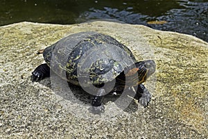 D\'Orbigny\'s slider, water turtle, Trachemys dorbigni brasiliensis, on stone, Rio photo