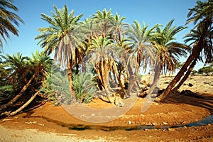 D`Oum Laalag Oasis