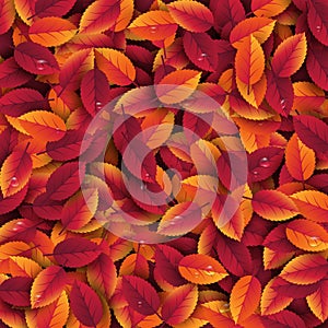 3d realistic autumn leaves with water drop. Autumnal background in red, orange and yellow colors. Design for web, print