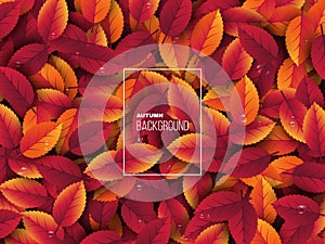 3d realistic autumn leaves with water drop. Autumnal background in red, orange and yellow colors. Design for web, print
