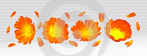 3d realistic calendula on transparent background. Fragrant flower marigold close up. Medicine calendula. Vector