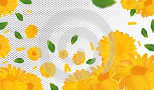 3D realistic marigold with green leaf. Yellow calendula flower in motion. Beautiful marigold background. Calendula close