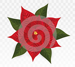 3d realistic Poinsettia isolated on transparent background.Red Christmas Star. Vector icon. Poinsettia flower with green