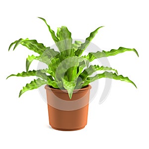 3d render of asplenium photo