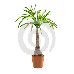 3d render of beaucarnea