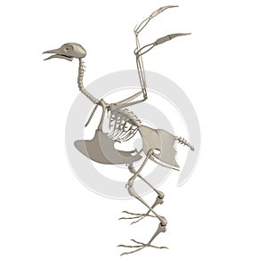 3d render of bird skeleton