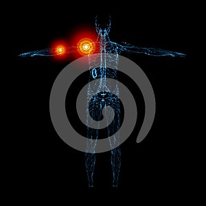 3D rendering illustration of lymphatic system