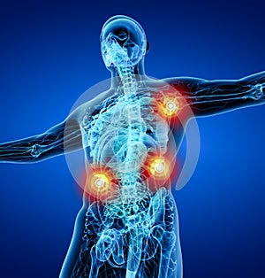 3D rendering illustration of Lymphatic system