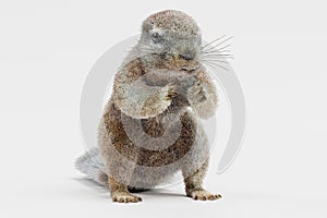 3D Render of Cape Squirrrel