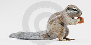 3D Render of Cape Squirrrel