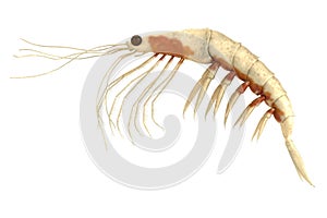 3d render of crustacean - krill photo