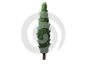 3d render of a cypress tree isolated in white background