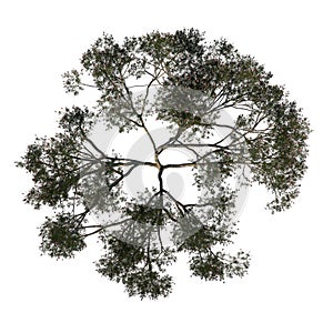 Top view tree  Australia umbrella tree 3 Tree white background 3D Rendering Ilustracion 3D photo