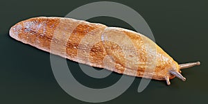 3D Render of Dusky Arion - Slug
