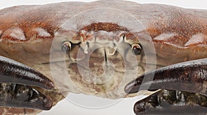 3D Render of Edible Crab