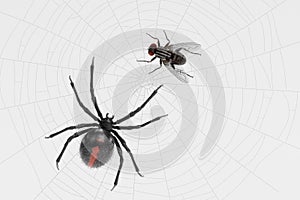 Fly Trapped on Cobweb