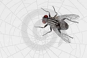 Fly Trapped on Cobweb