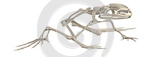 3d render of frog skeleton