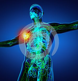 3d render green lymphatic system