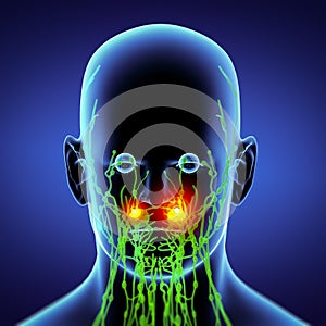 3d render green lymphatic system