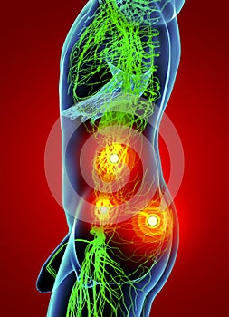 3D rendering illustration of Lymphatic system