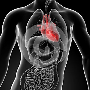 3d render human heart anatomy