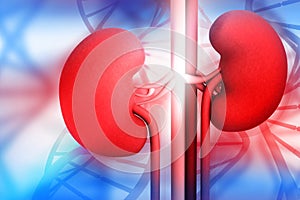Human kidney with DNA