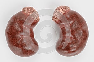 3D Render of Human Kidney